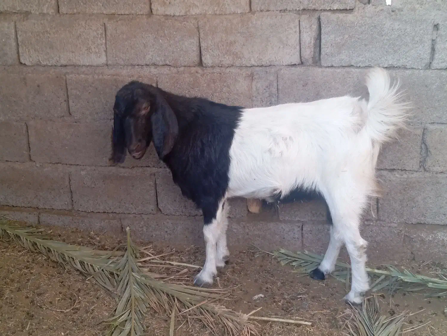 گوسفند بربری|حیوانات مزرعه|مهرستان, |دیوار