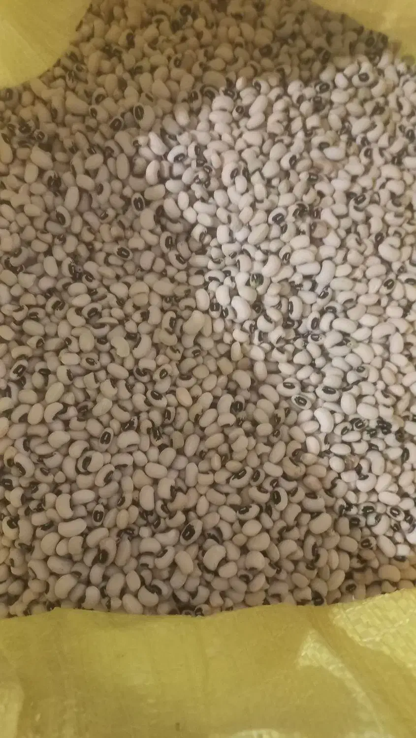 لوبیا چشم بلبلی ولوبیا کشاورزی پلویی دست چین|خوردنی و آشامیدنی|دره شهر, |دیوار