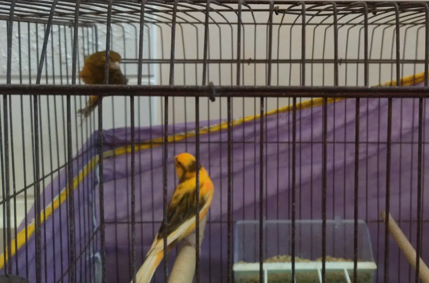 تعدادی قناری نر و ماده|پرنده|شیراز, زرهی|دیوار