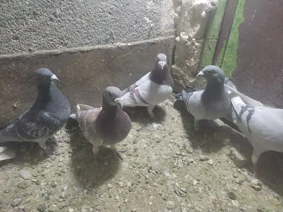 سی تاکبوتر پلاکی وپرشی|پرنده|طرقبه, |دیوار