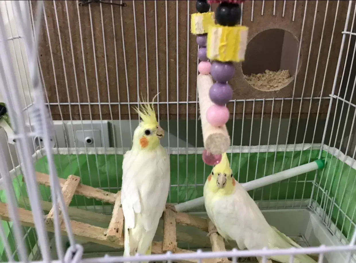 عروس هلندی کوتوله برزیلی|پرنده|محمدشهر, ولدآباد|دیوار