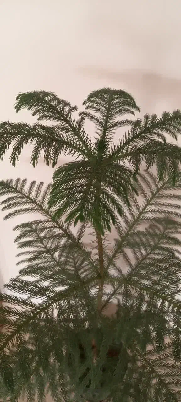 سلام کاج مطبق یک متری سالم وسر حال|گل و گیاه طبیعی|کاشان, شهرک خاتم الانبیا (مسکن ملی کاشان)|دیوار