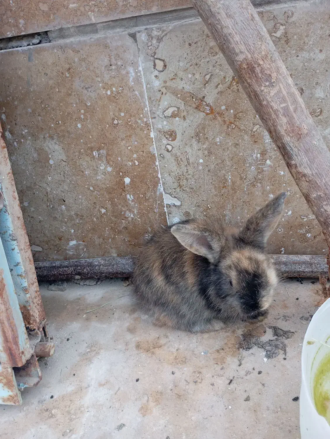 خرگوش لوپ|موش و خرگوش|بندرعباس, |دیوار