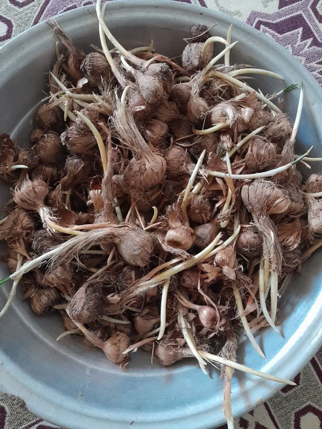 فروش پیاز زعفران|گل و گیاه طبیعی|شراء, |دیوار