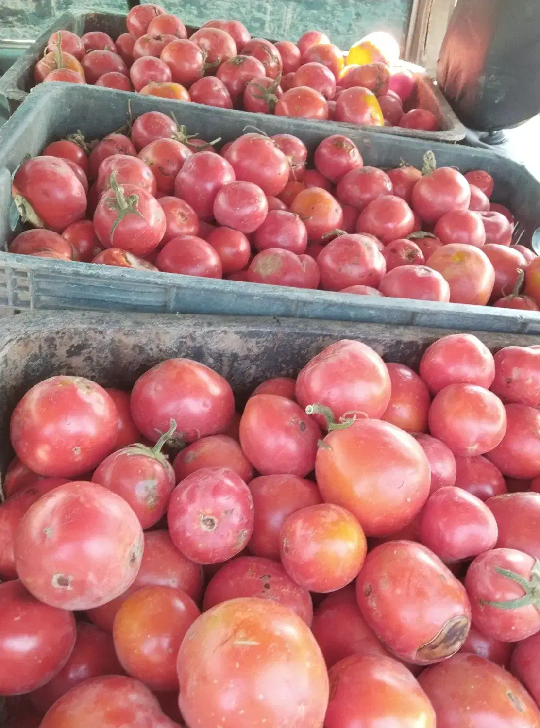 گرجه‌ربی‌تک‌چین‌از‌پانزده‌تومان‌به‌بالا|حراج|اسحاق آباد, |دیوار