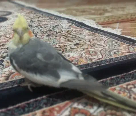 عروس هلندی|پرنده|مشگین شهر, |دیوار