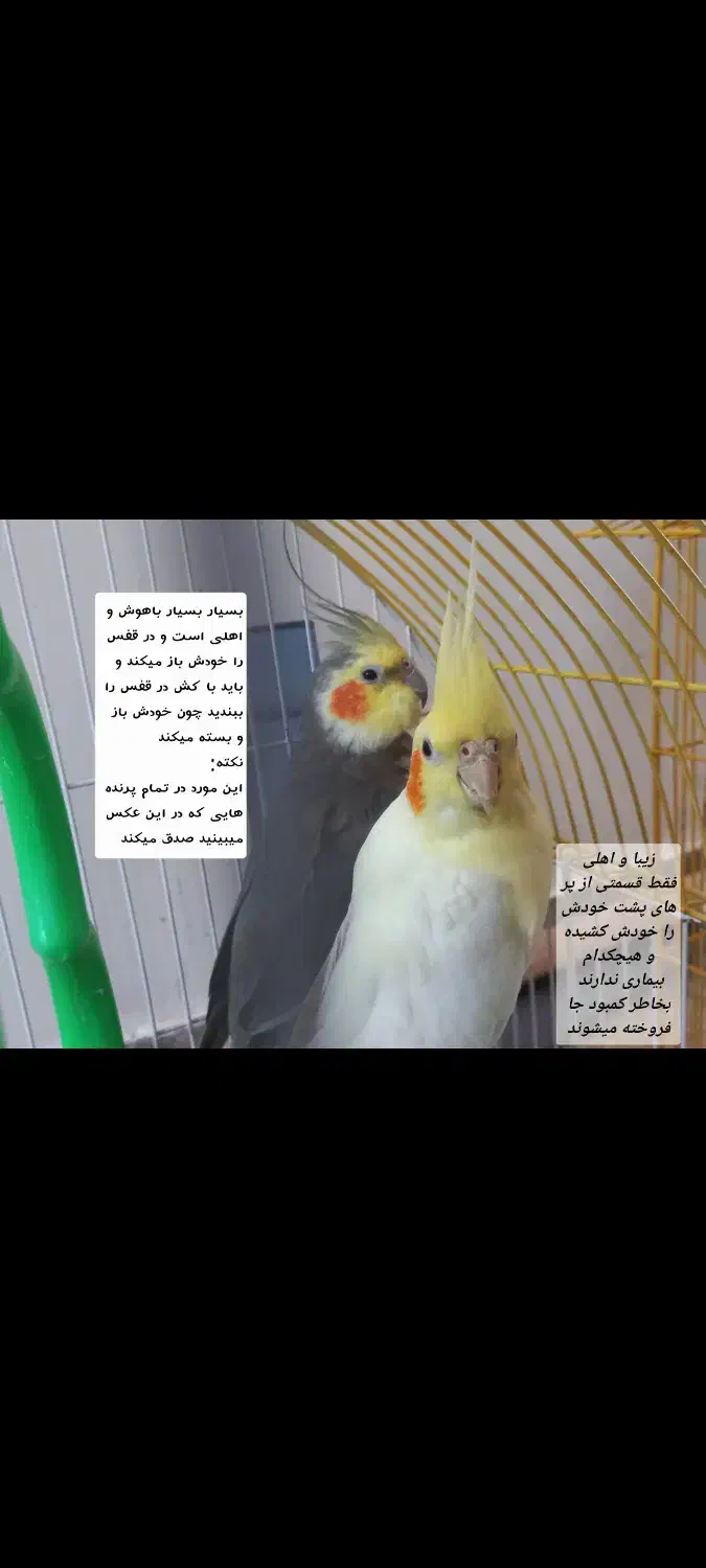 عروس هلندی طوطی|پرنده|مرند, |دیوار