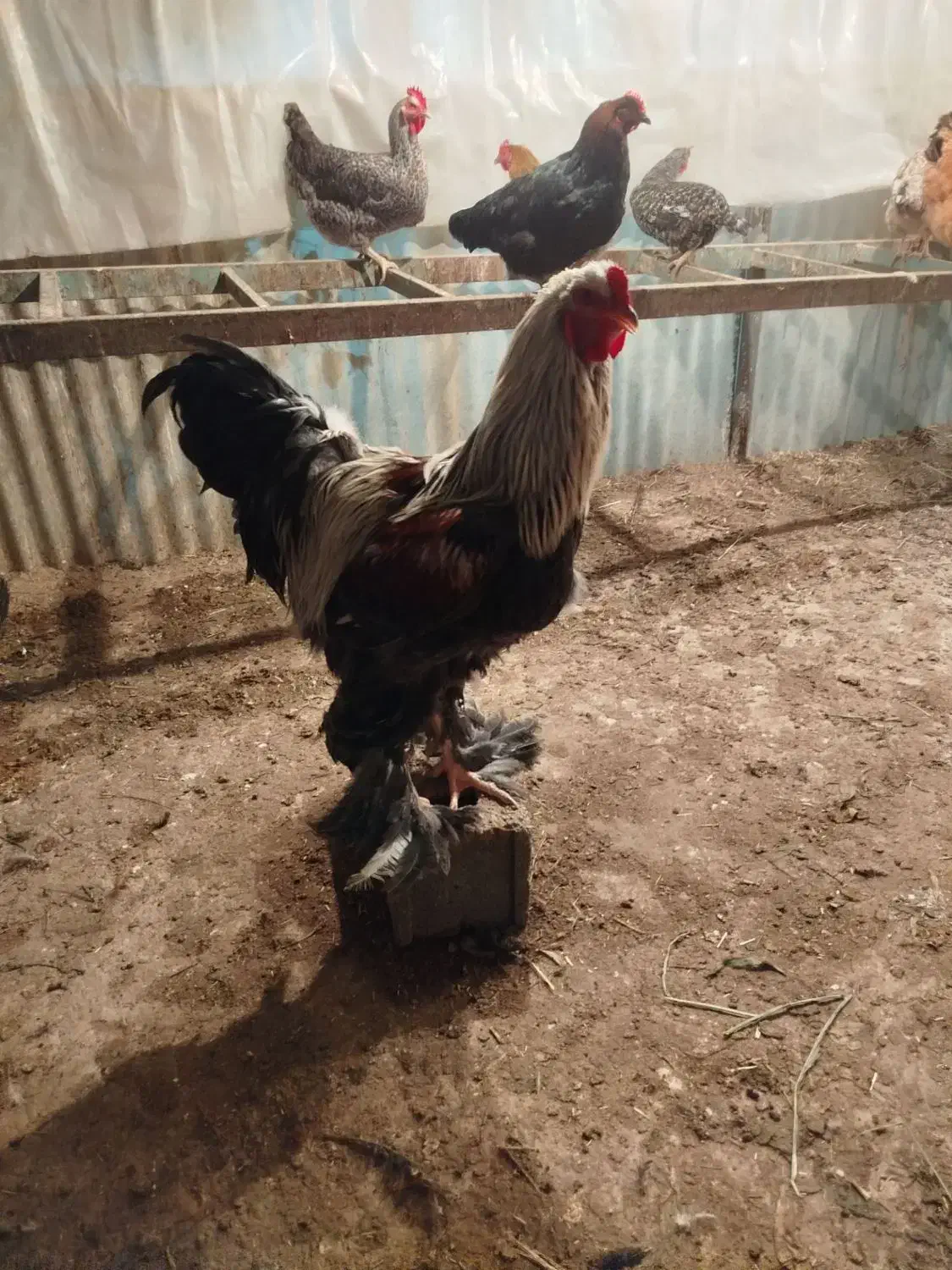 خروس برهما ۹ ماهه|حیوانات مزرعه|پاکدشت, پاکدشت (مامازند)|دیوار