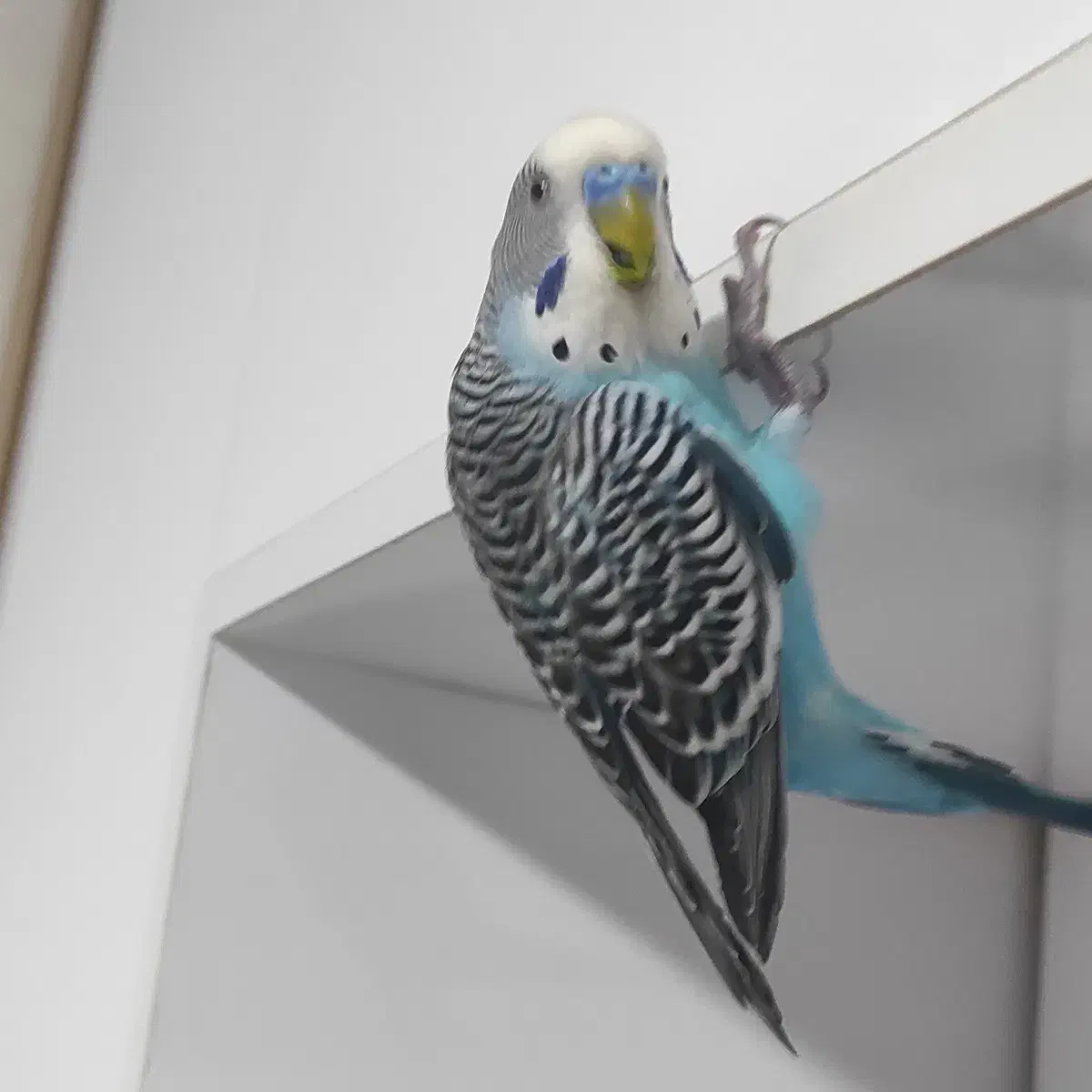 جفت مرغ عشق بامزه و کاملاً دستی + قفس و لوازم کامل|پرنده|مهاباد (آذربایجان غربی), |دیوار