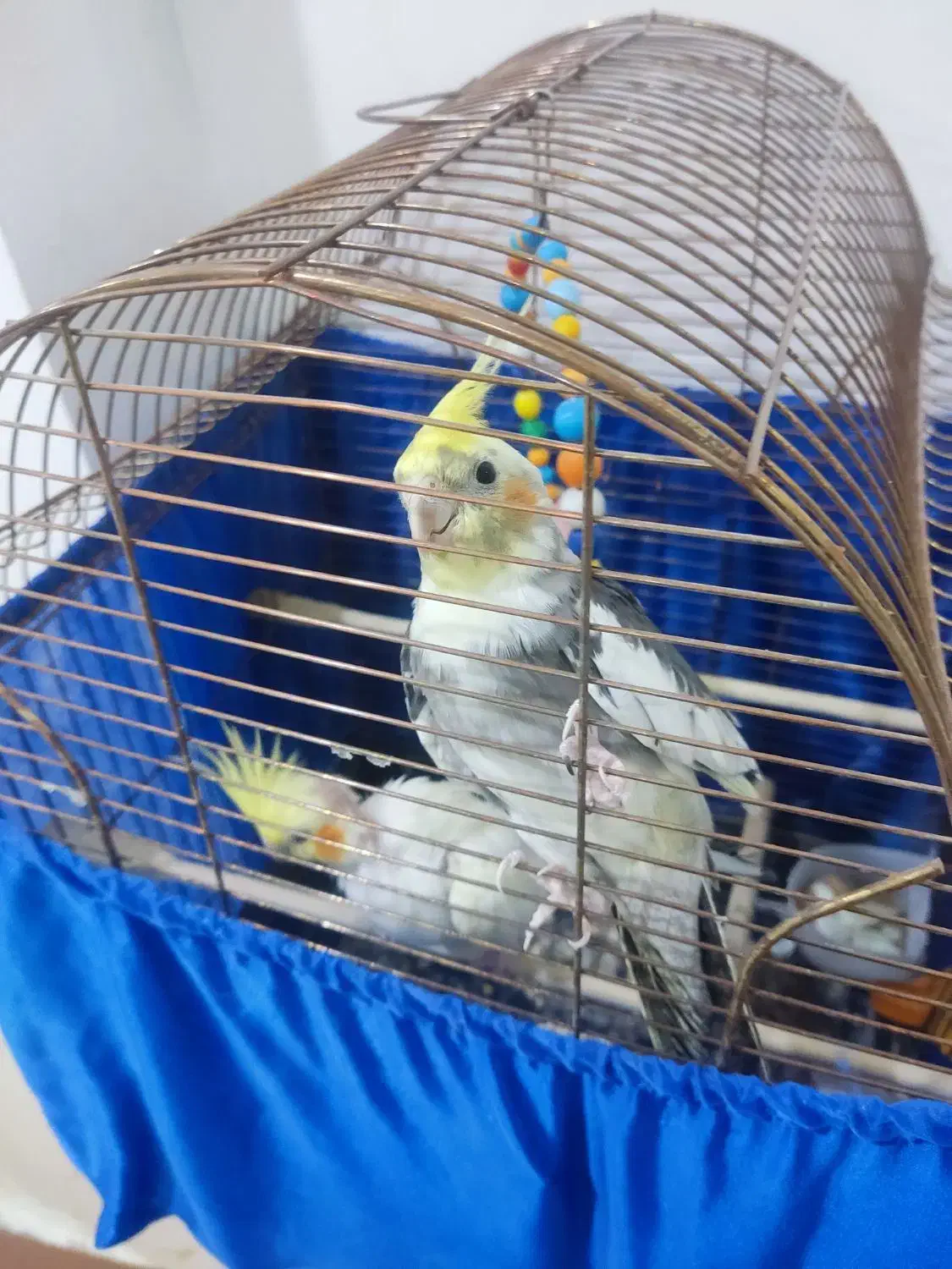 عروس هلندی دست مو|پرنده|اشنویه, |دیوار