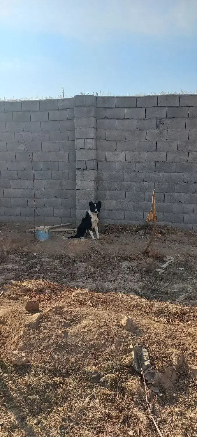 توله قدرجونی|سگ|لنجان, |دیوار