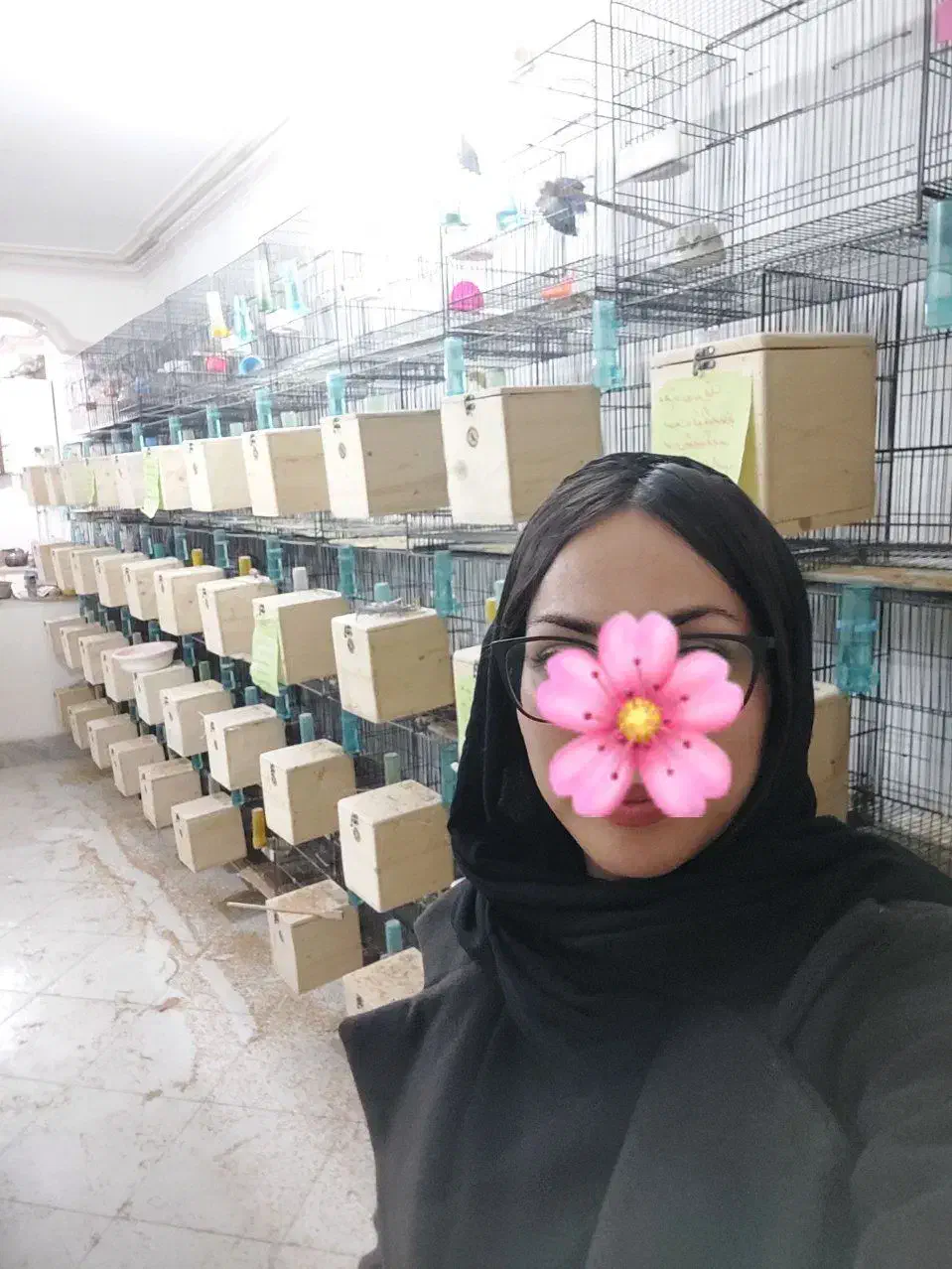 لانه پرورش طوطی کوتوله عروس گرینچیک قناری مرغ عشق|پرنده|تهران, نیروی هوایی (پیروزی)|دیوار