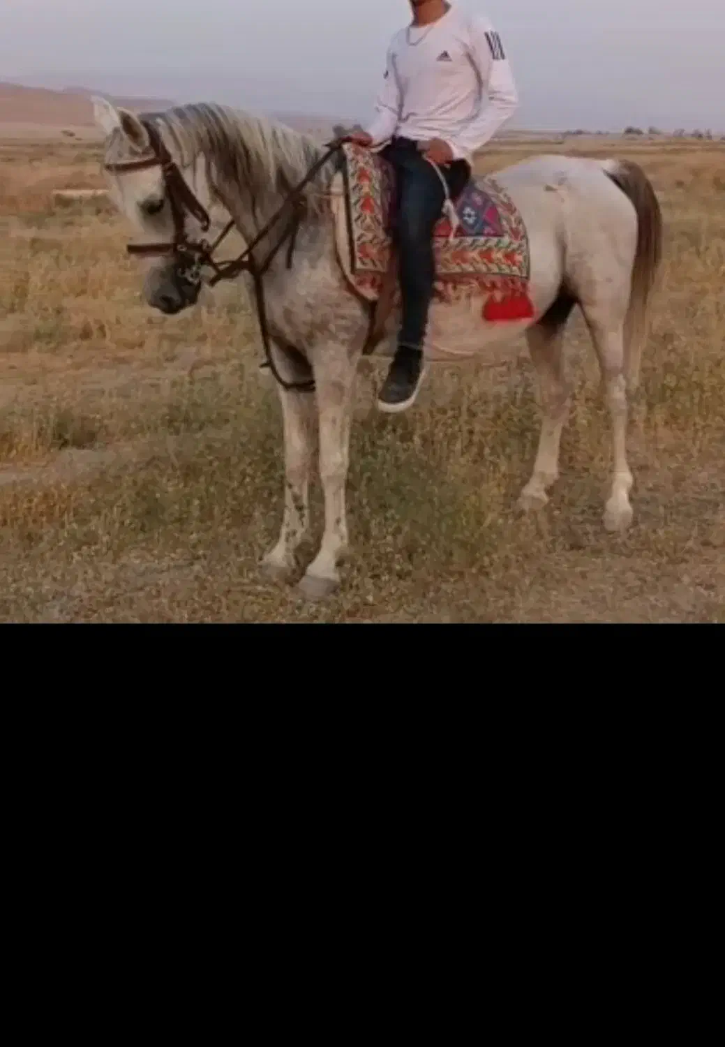 اسب مادیان|اسب و تجهیزات اسبسواری|زرین دشت (فارس), |دیوار