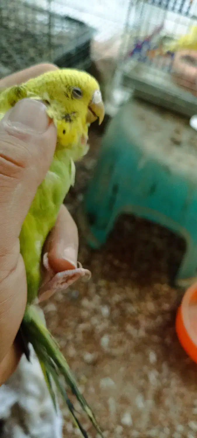 مرغ عشق نر|پرنده|سراوان, |دیوار