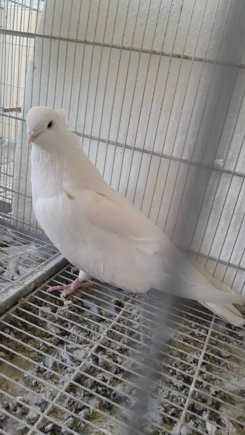 کبوتر دکور پشتار|پرنده|نقده, |دیوار