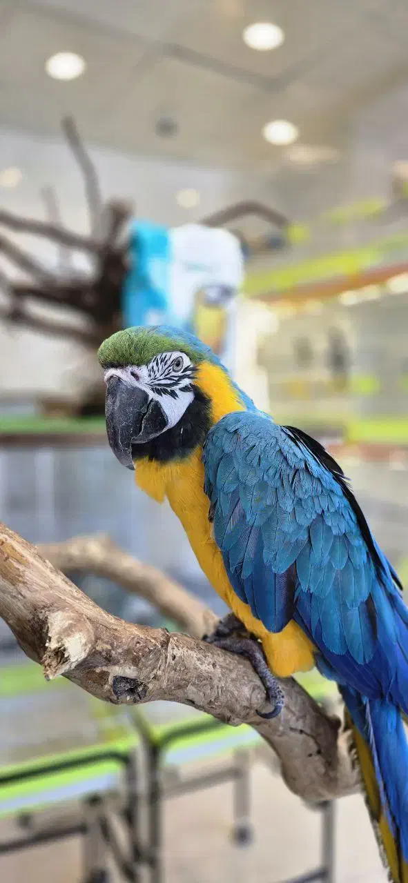 مرکز تخصصی طوطی سانان کیانشاه|پرنده|نیشابور, هفده شهریور|دیوار