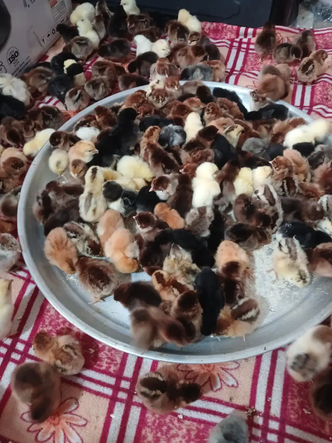 جوجه مرغ محلی|حیوانات مزرعه|مشهد, شهید قربانی|دیوار