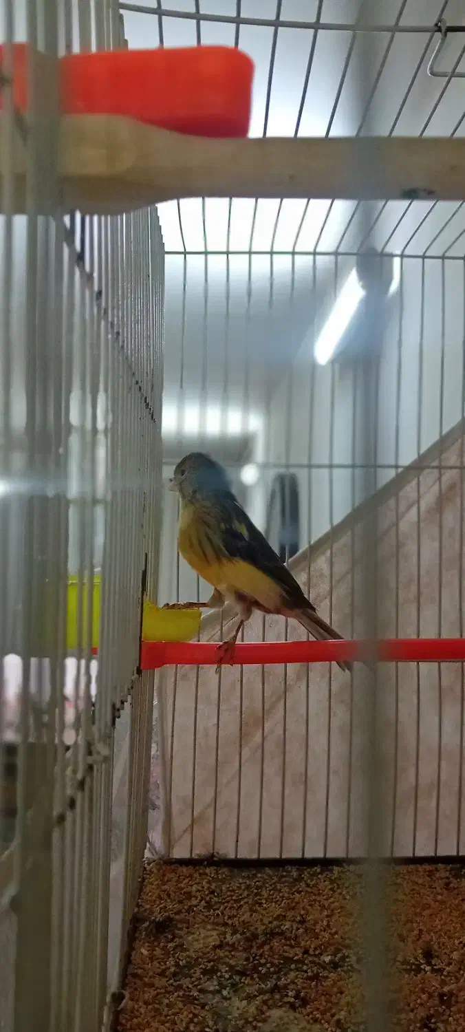 پرنده|پرنده|مشهد, قائم|دیوار