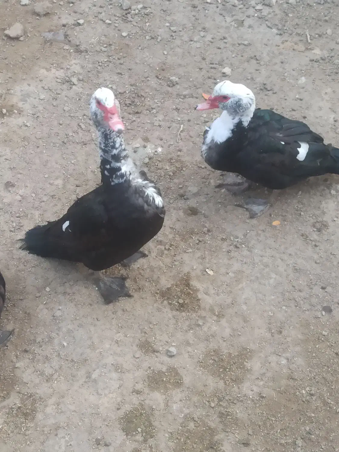 سه عدداوردک نرفروشی|حیوانات مزرعه|زهک, |دیوار