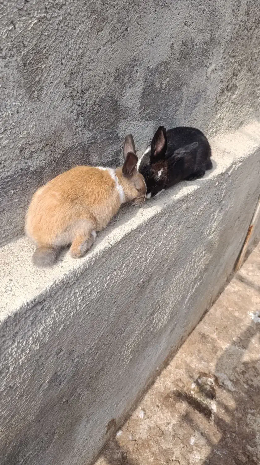 دو عدد خرگوش دانه ای250|موش و خرگوش|بندر ترکمن, |دیوار