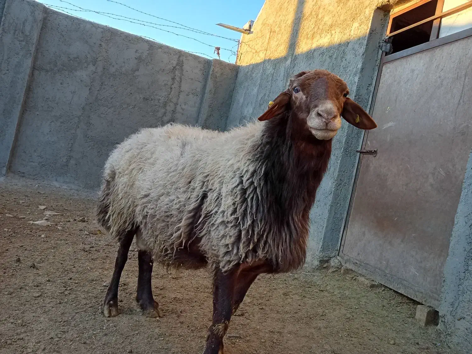 قوچ همو|حیوانات مزرعه|بزینه رود, |دیوار