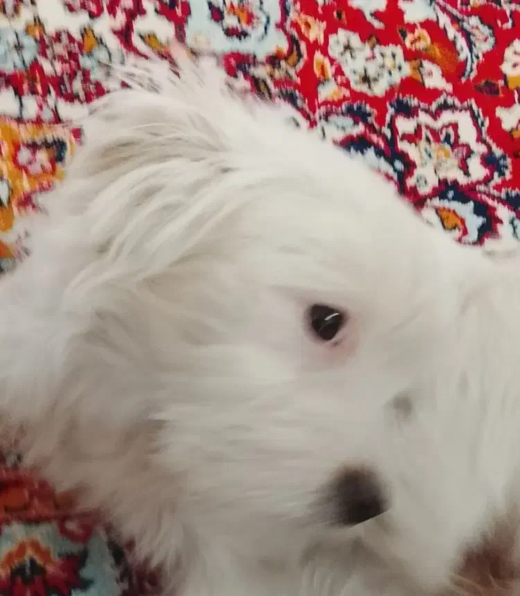 سگ پاکوتاه|سگ|بیرجند, |دیوار