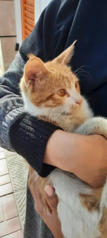 گربه نر|حیوانات|اصفهان, باغ گلها|دیوار