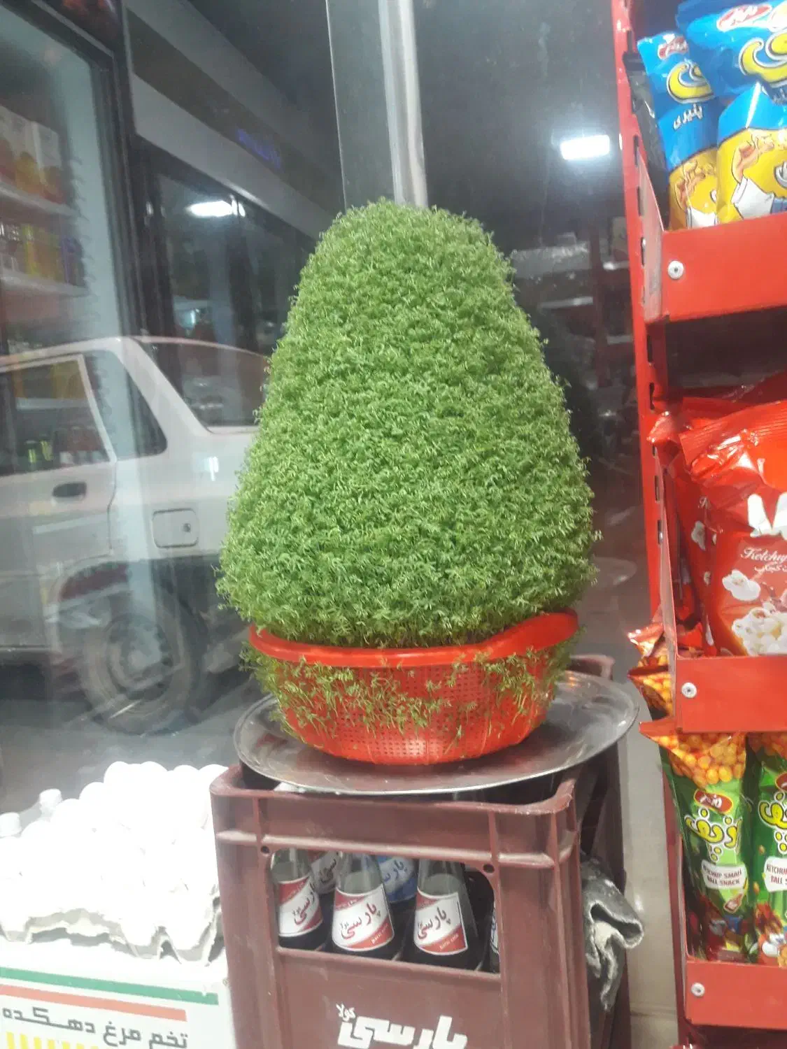 سبزه زیبا مناسب عروسی|گل و گیاه طبیعی|نورآباد, |دیوار