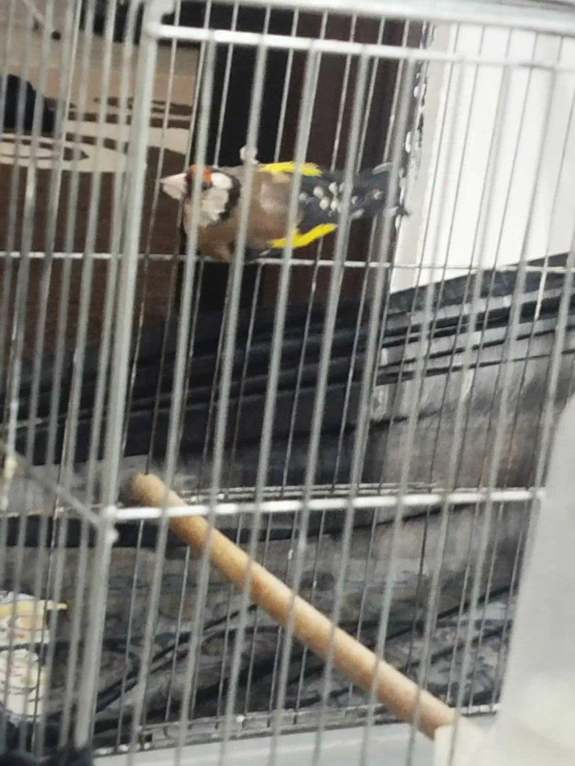 سهره|پرنده|سرپل ذهاب, |دیوار