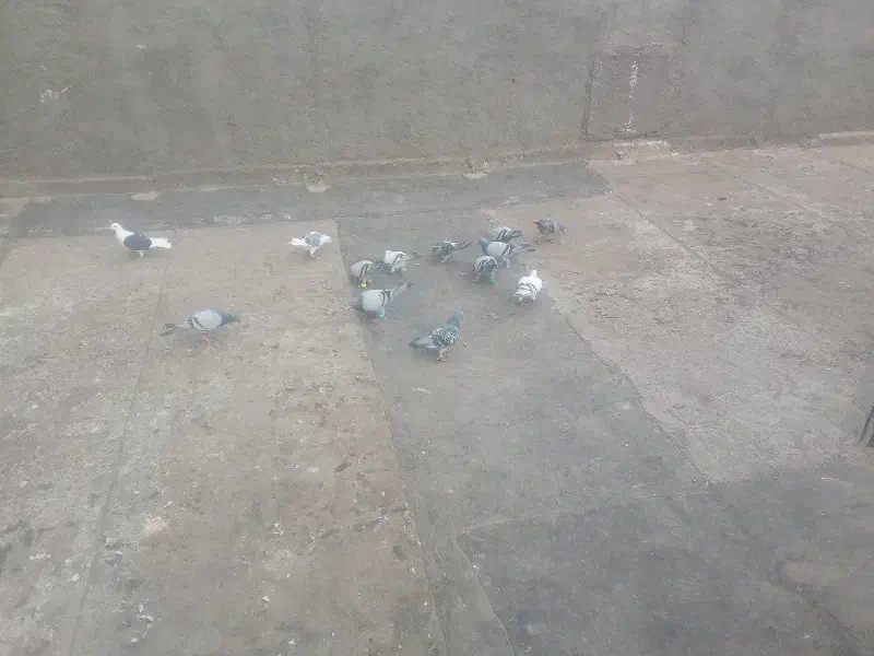 کفتر پرشی|پرنده|تربت جام, جامرود|دیوار