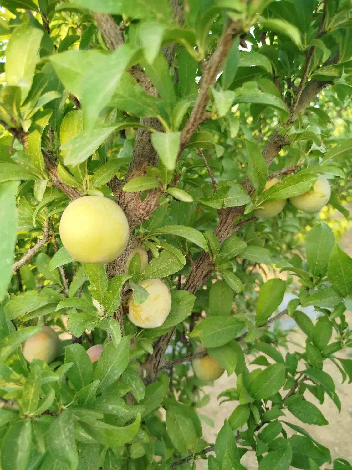 زمین باغی|فروش دفتر صنعتی، کشاورزی، تجاری|حبیب آباد, |دیوار