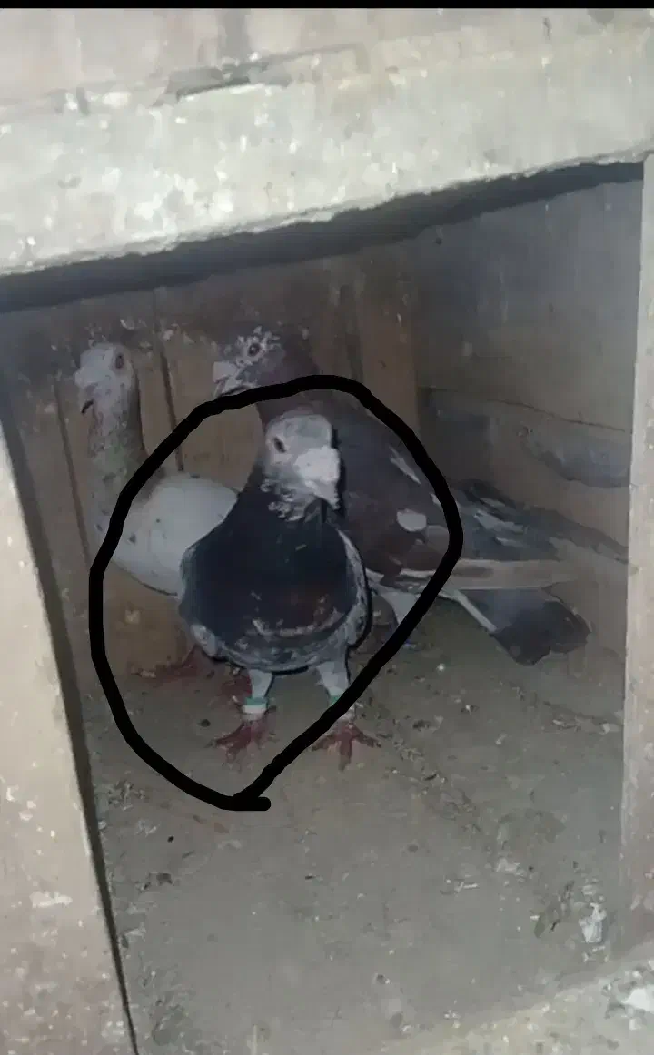 کوهی|حیوانات|کبودرآهنگ, |دیوار