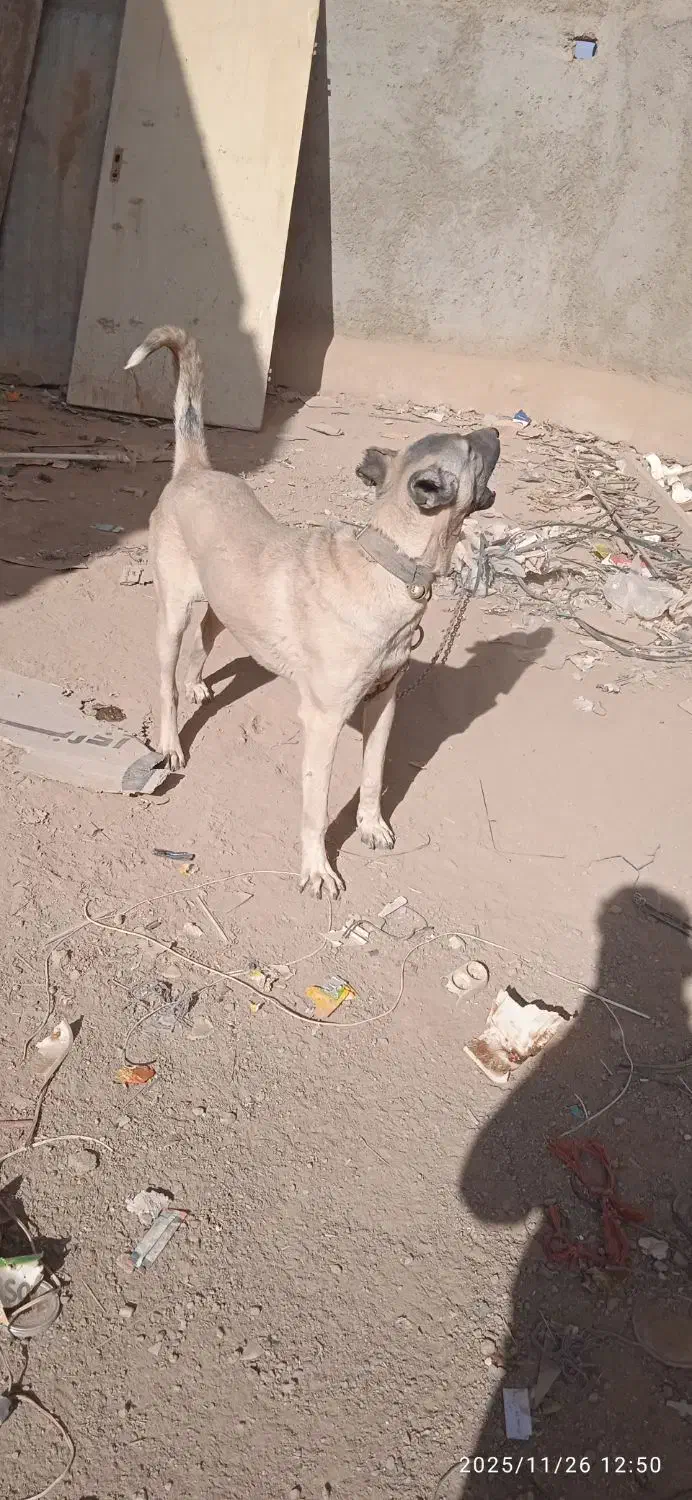 سرابی|موتورسیکلت|شراء, |دیوار