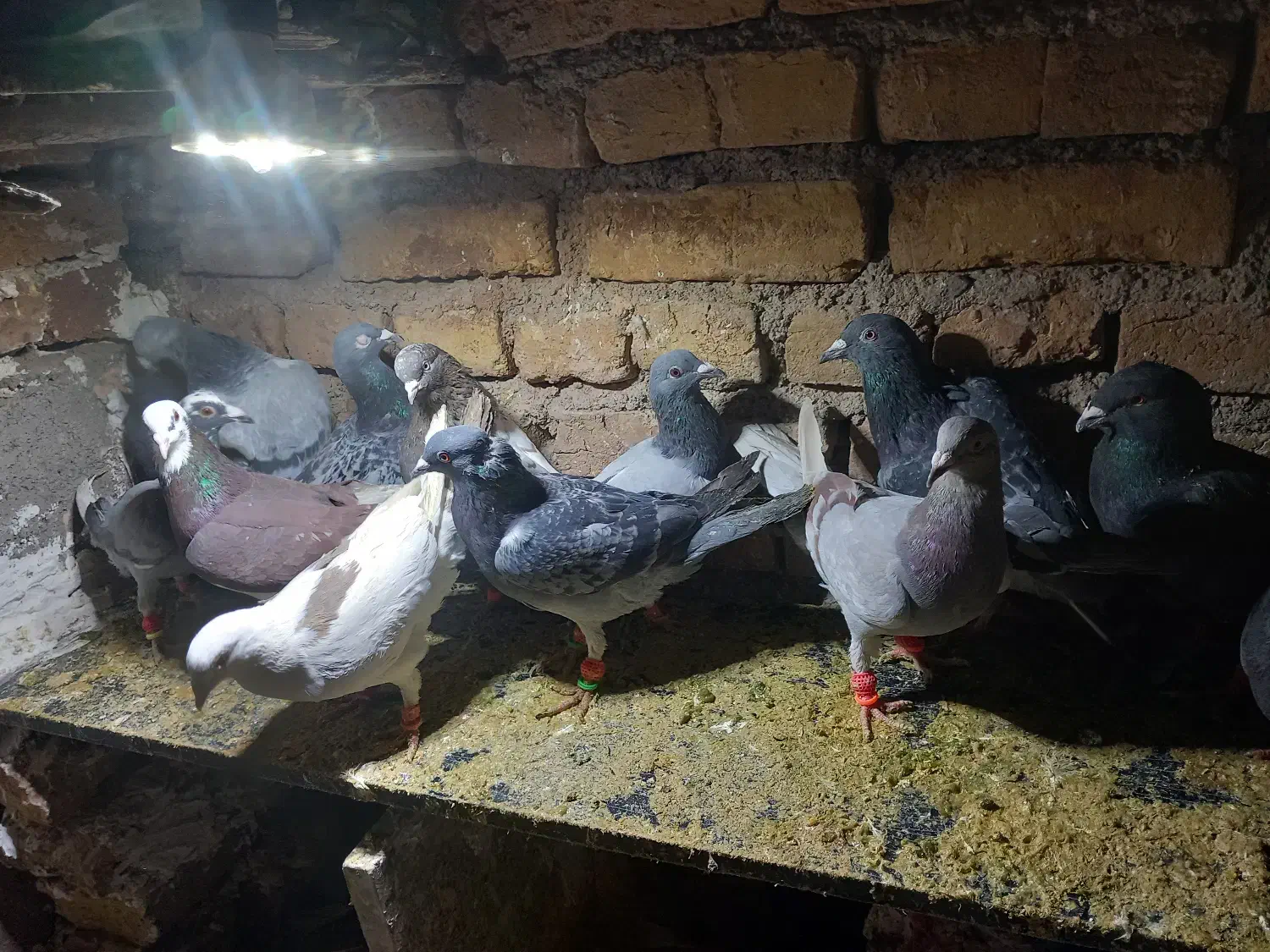 کفتر|پرنده|جلگه رخ, |دیوار