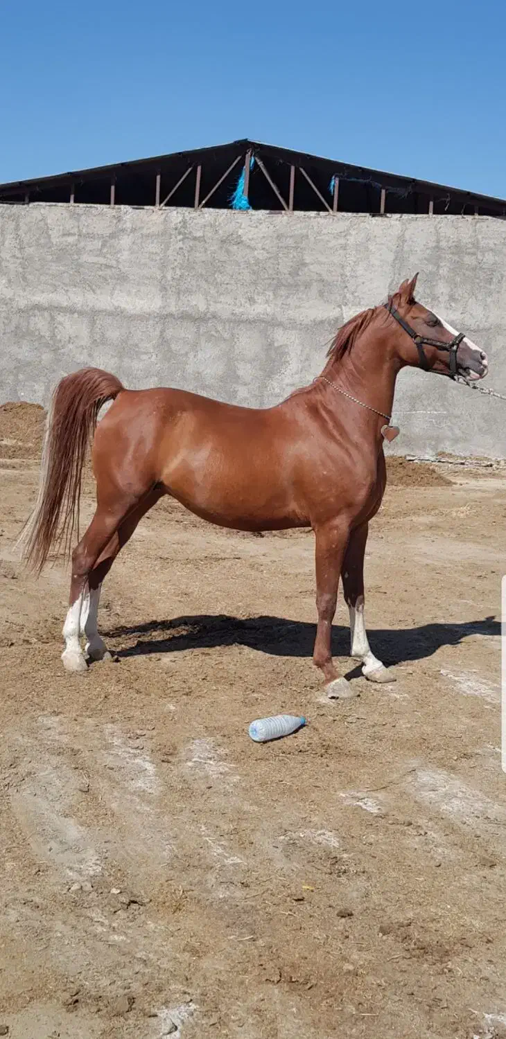 اسب|اسب و تجهیزات اسبسواری|تبریز, |دیوار