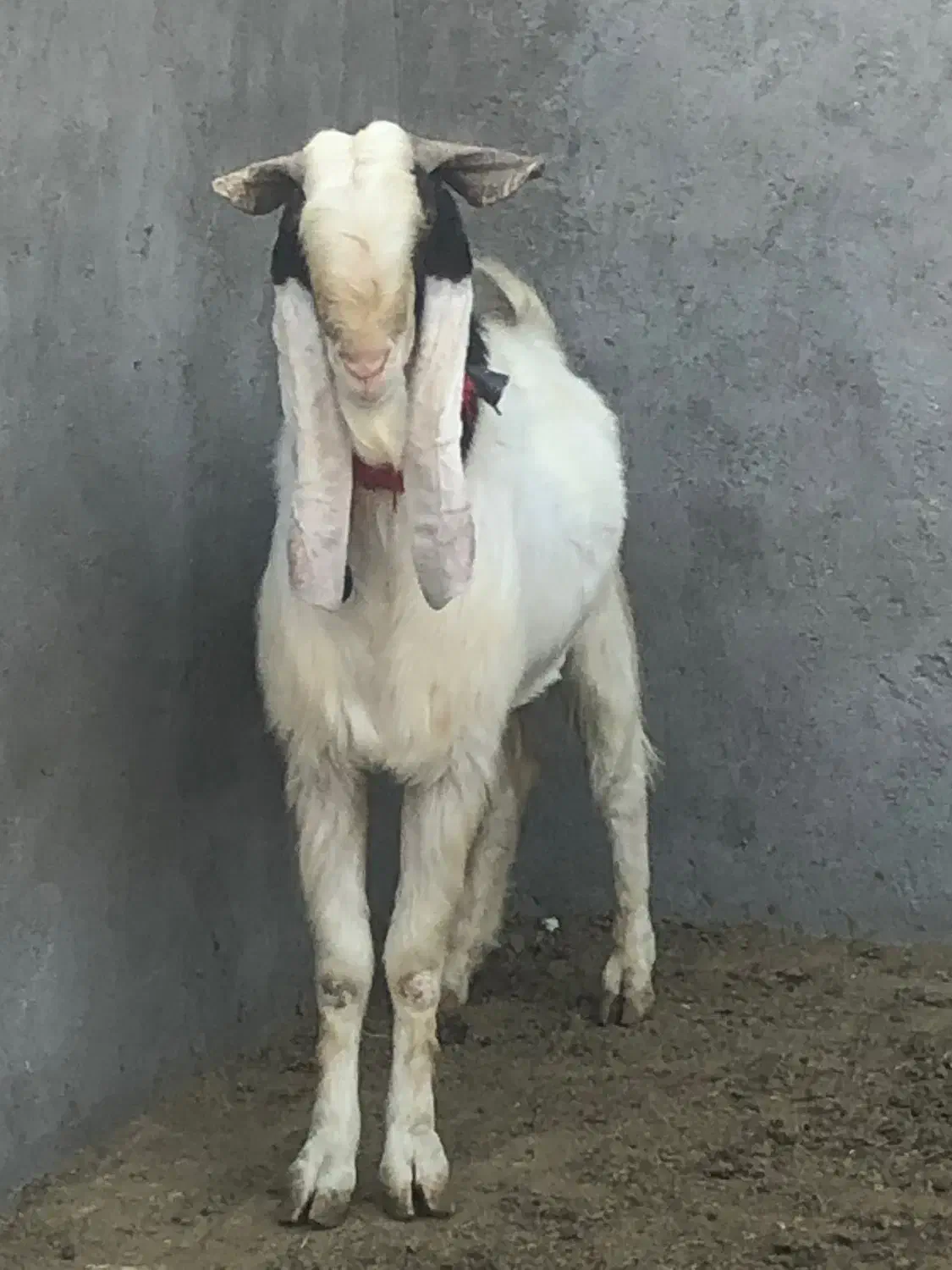 بزغاله نرتکه اصلپاکستانی استثنایی(میش بره گوسفند)|حیوانات مزرعه|جعفرآباد, |دیوار