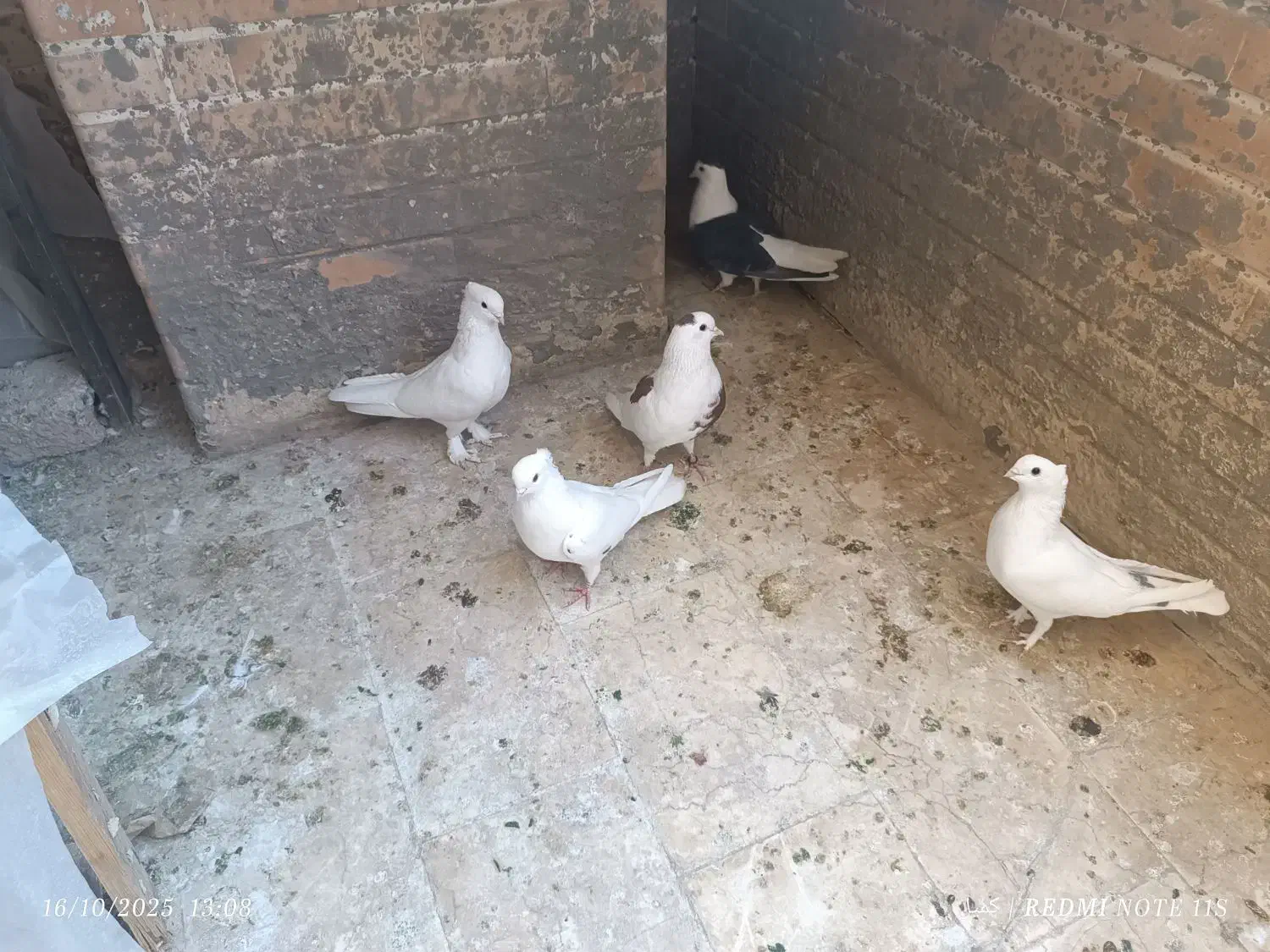 کبوتر ساتن سفید ، دوکت سیاه و چپ سرخ|پرنده|فولادشهر, مسکن مهر فولادشهر|دیوار