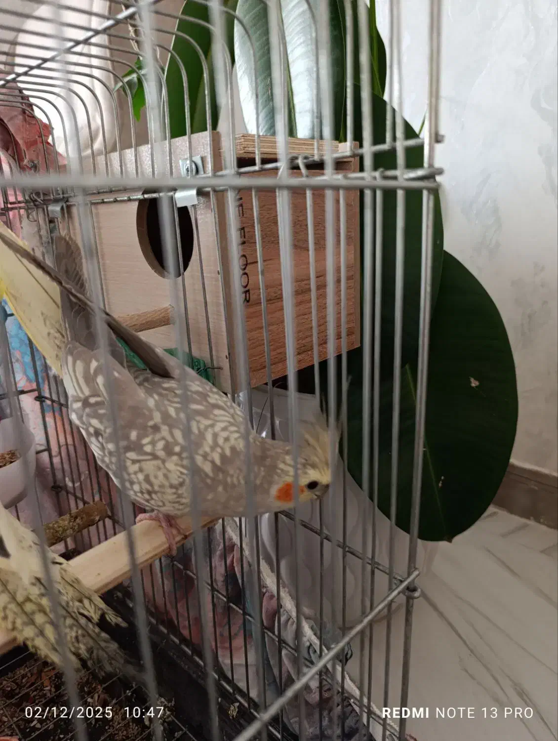 طوطی عروس هلندی|پرنده|قیدار, |دیوار