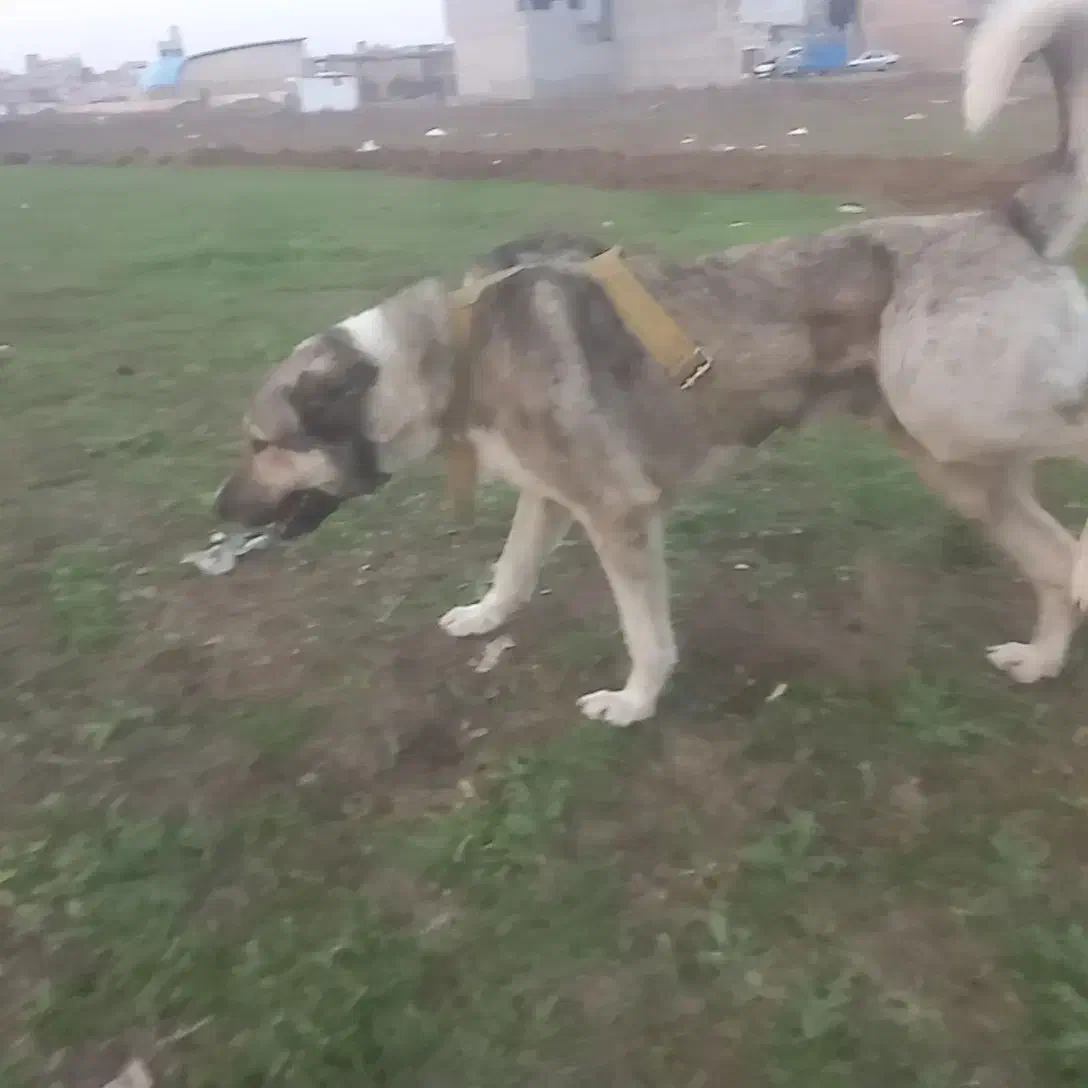 سگ گمشده|حیوانات|پارس‌آباد, |دیوار