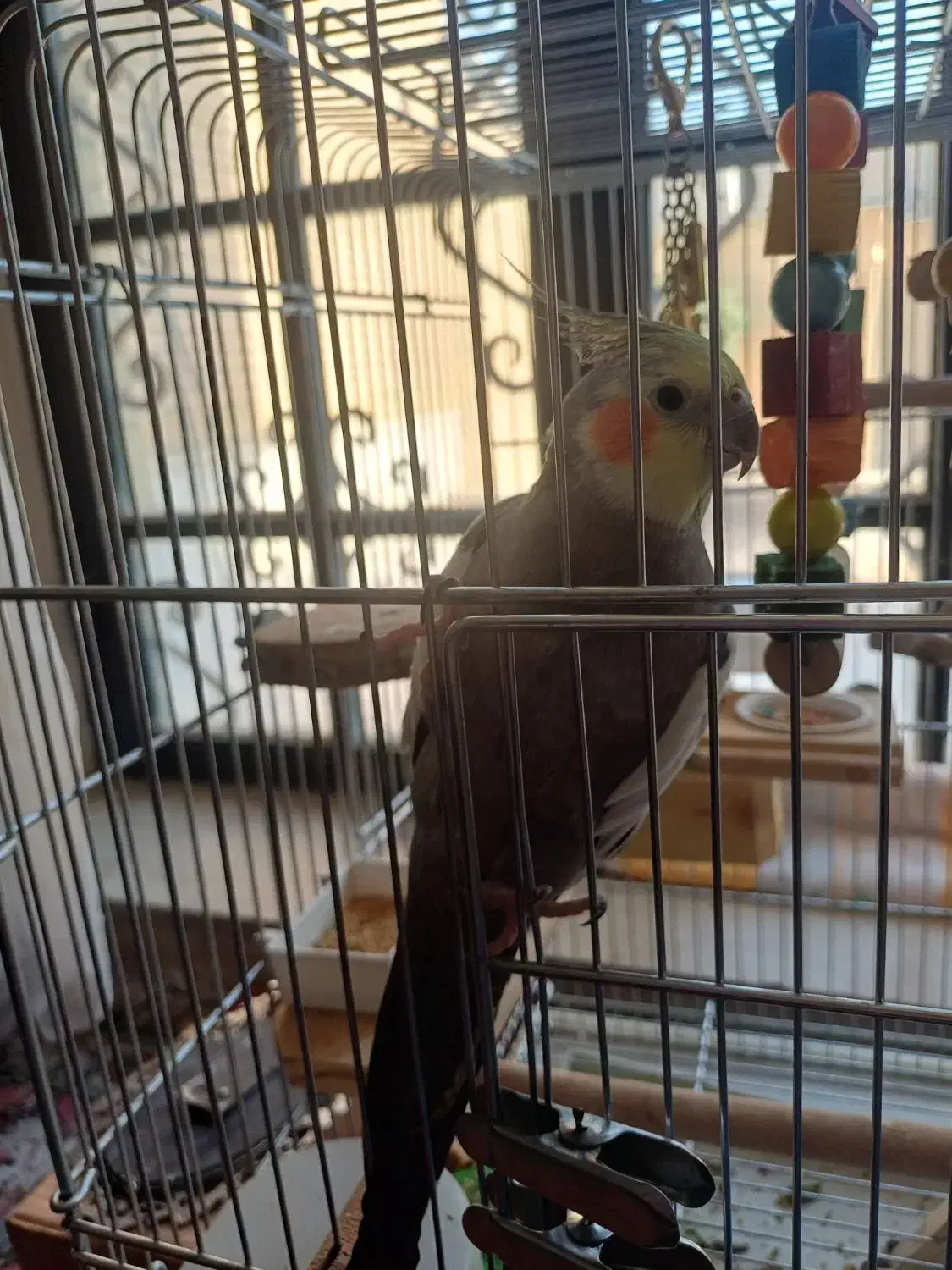 عروس هلندی نر شیطون|پرنده|شیراز, شهرک گلستان|دیوار