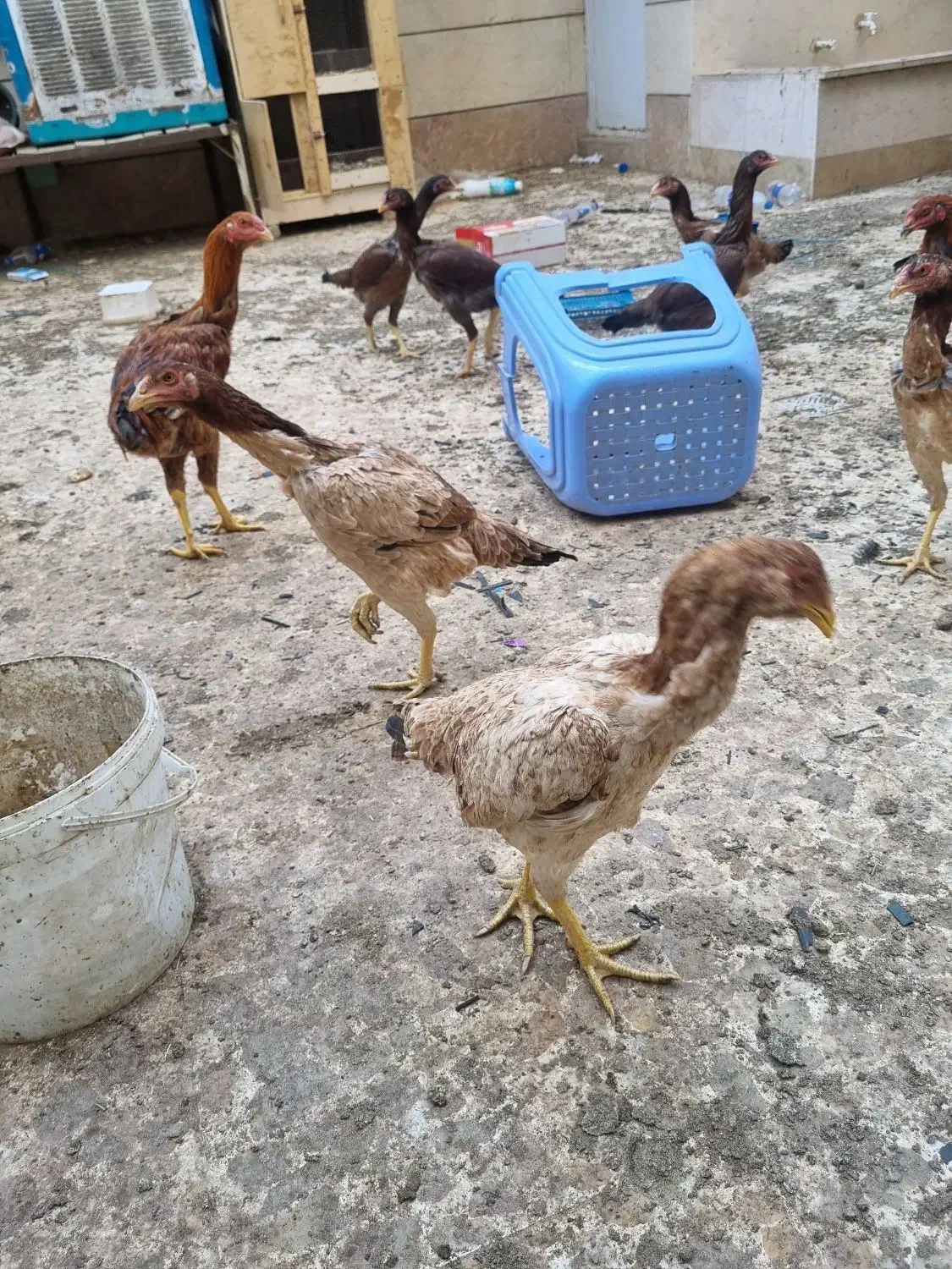 مرغ وخروس لاری|حیوانات مزرعه|اقبالیه, |دیوار