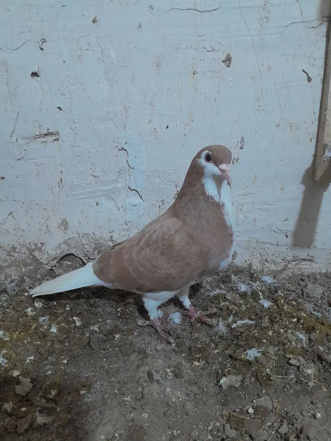 ساده|پرنده|شیروان (خراسان), |دیوار