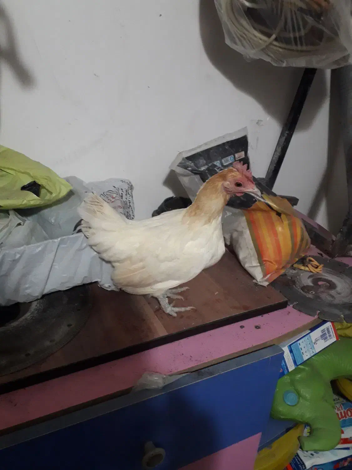 مرغ منیاتوری|حیوانات مزرعه|اردبیل, |دیوار