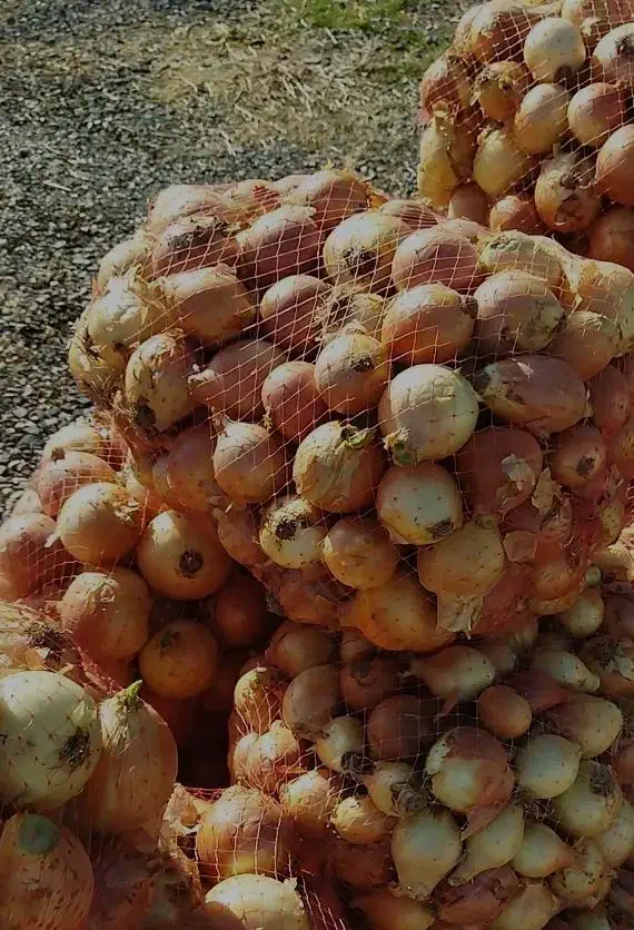 پیاز|حراج|سیلاخور, |دیوار