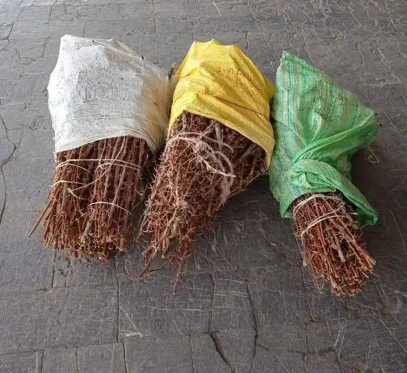 نهال زرشک|گل و گیاه طبیعی|تهران, افسریه شمالی|دیوار