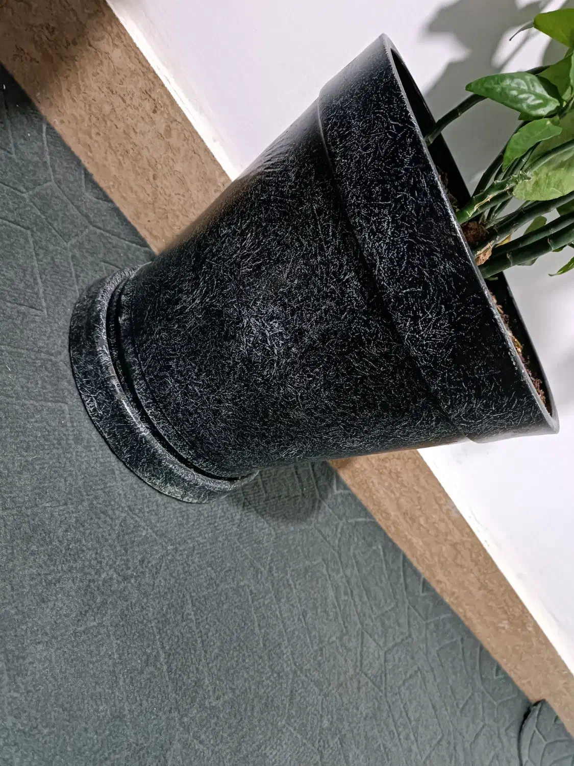 درختچه پرتقال طبیعی|گل و گیاه طبیعی|اسلامآباد غرب, |دیوار