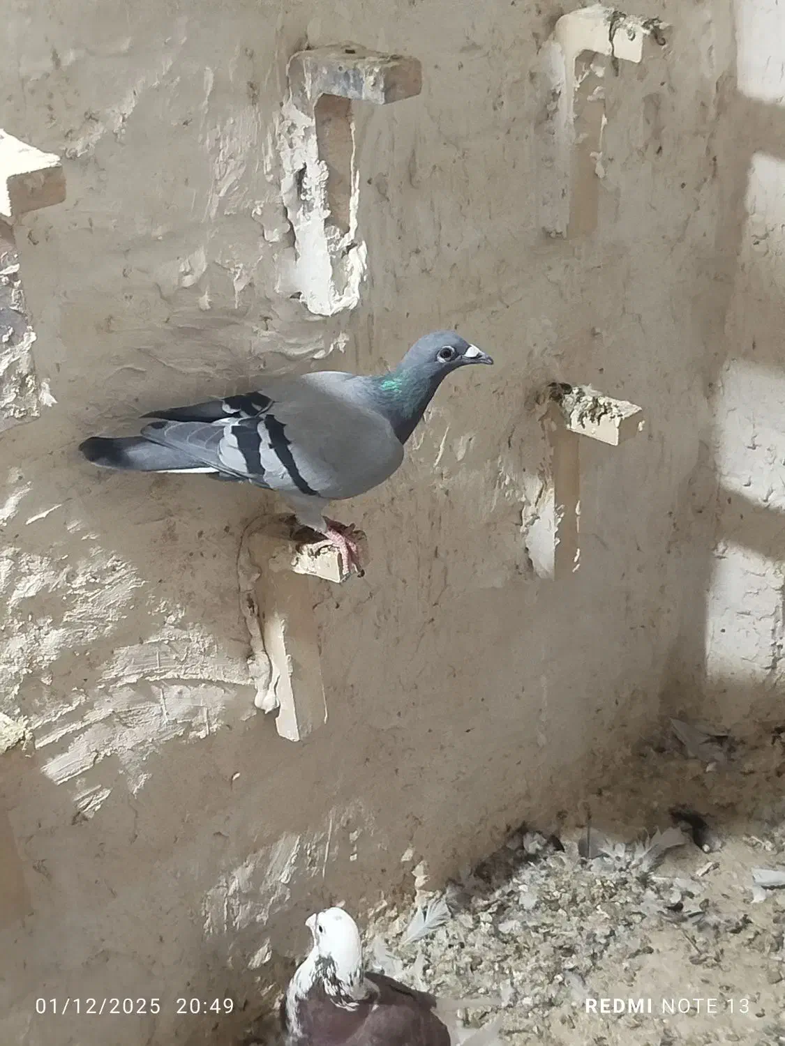 پلاکی و دورگ|پرنده|شوش, |دیوار