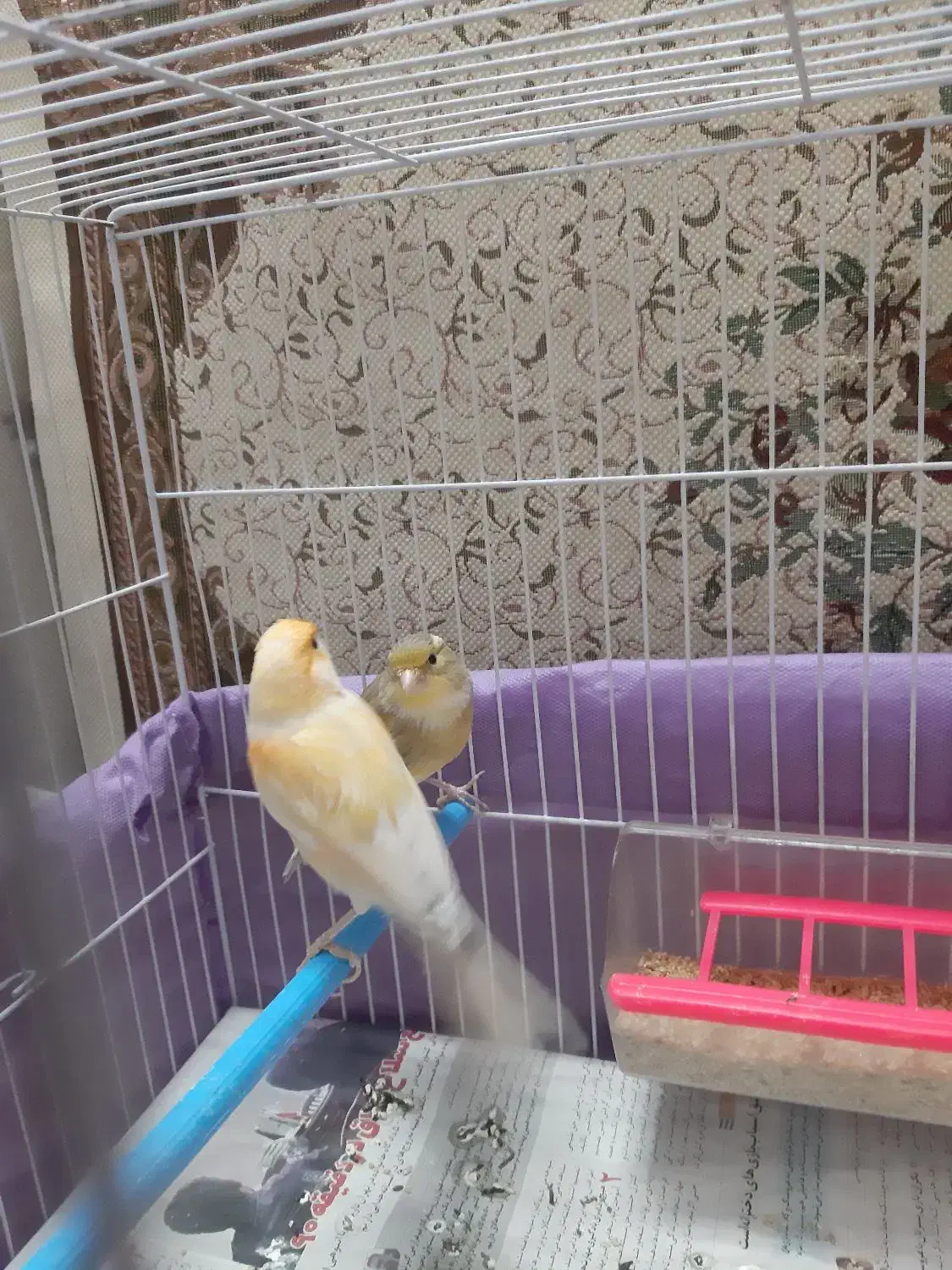 قناری نرریزه خون|پرنده|مشهد, بلال|دیوار