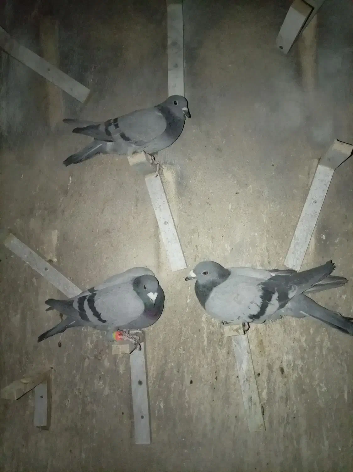 سه تا سبز|پرنده|خوسف, |دیوار