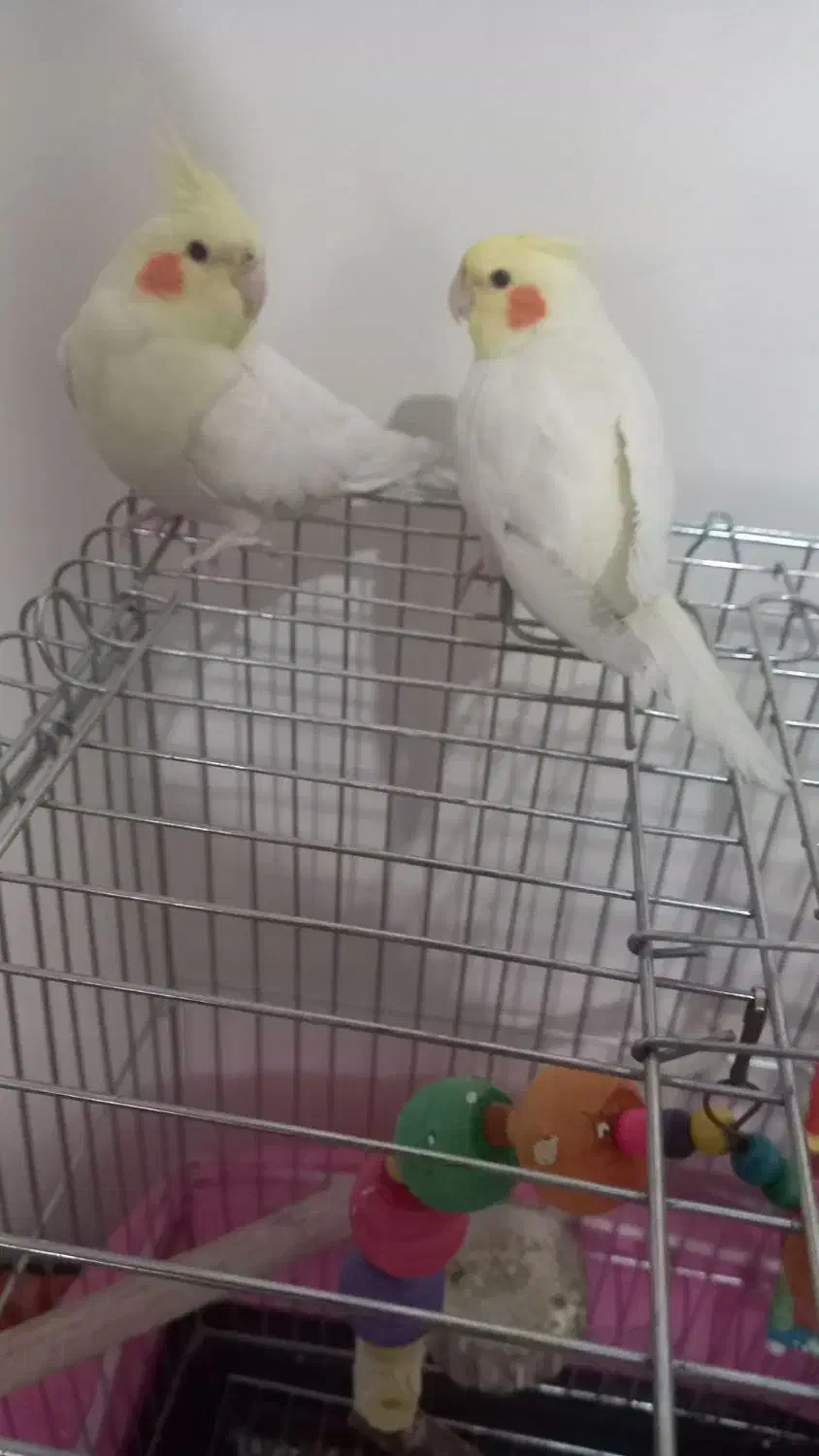 عروس هلندی|پرنده|کهریزک, |دیوار